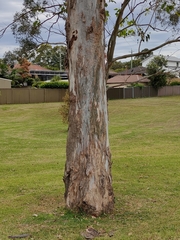 Eucalyptus tereticornis