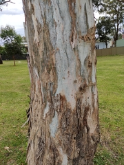 Eucalyptus tereticornis