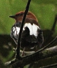 Machaeropterus deliciosus