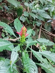 Justicia carnea