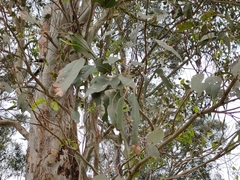 Eucalyptus tereticornis