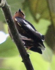 Machaeropterus deliciosus