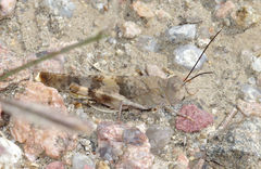 Trimerotropis latifasciata