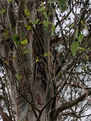 Eucalyptus tereticornis
