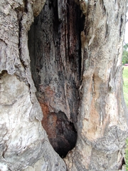 Eucalyptus tereticornis