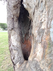 Eucalyptus tereticornis