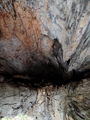 Eucalyptus tereticornis