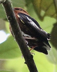 Machaeropterus deliciosus