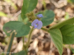 Calopogonium mucunoides
