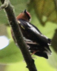 Machaeropterus deliciosus