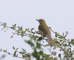 Saltator grandis