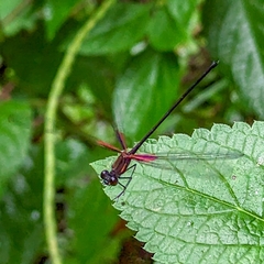 Hetaerina sempronia