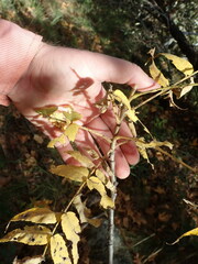 Juglans major