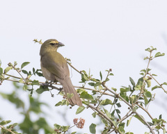 Saltator grandis