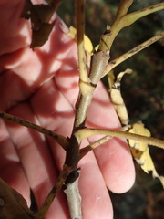 Juglans major