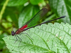 Hetaerina sempronia