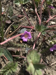 Geranium sessiliflorum