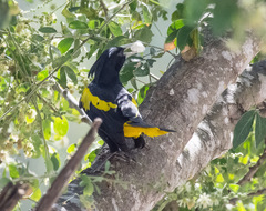 Cassiculus melanicterus