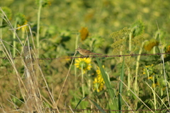 Phacellodomus striaticollis