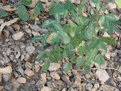 Desmodium batocaulon