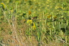 Phacellodomus striaticollis