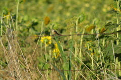 Phacellodomus striaticollis