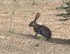 Lepus alleni