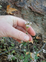 Fleischmannia sonorae