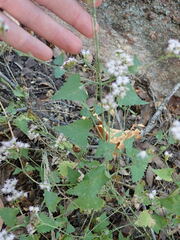 Fleischmannia sonorae