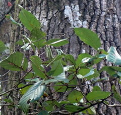 Alnus serrulata