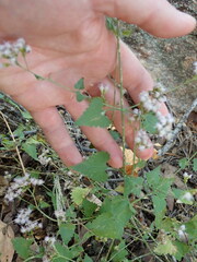 Fleischmannia sonorae