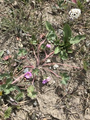 Geranium sessiliflorum