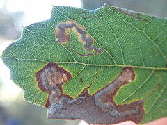 Stigmella
