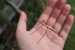 Phasmatinae