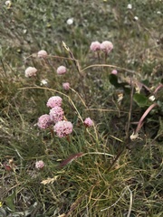 Armeria curvifolia