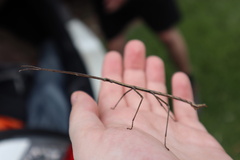 Phasmatinae