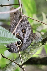 Caligo telamonius