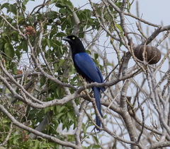 Cyanocorax beecheii