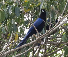 Cyanocorax beecheii