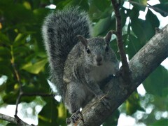 Sciurus yucatanensis