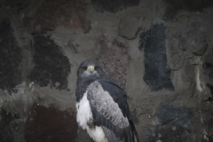 Geranoaetus