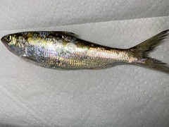 Alosa alabamae