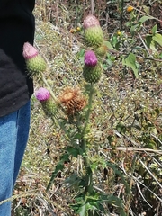 Cirsium mexicanum