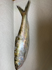 Alosa alabamae