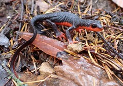 Taricha rivularis