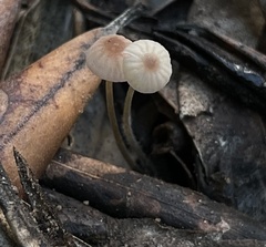 Collybiopsis quercophila