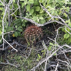 Melocactus macracanthos