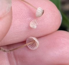 Collybiopsis quercophila