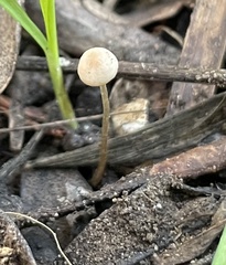 Collybiopsis quercophila