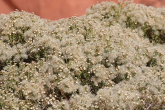 Ericameria laricifolia